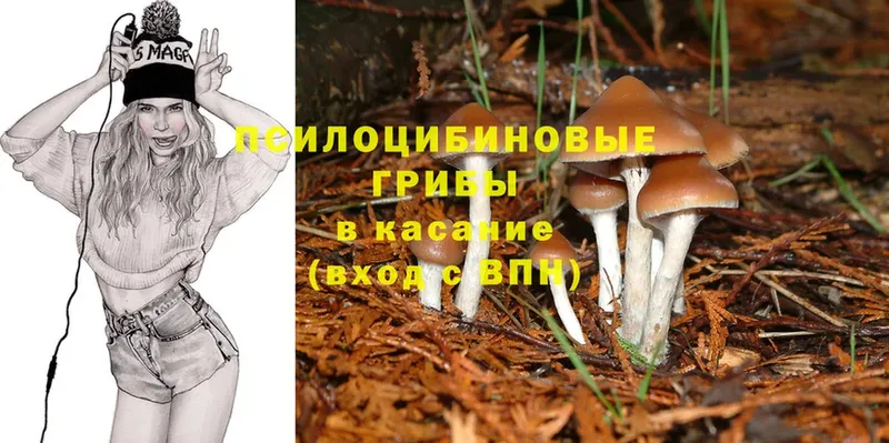 Псилоцибиновые грибы Psilocybe  купить наркотики цена  Бородино 